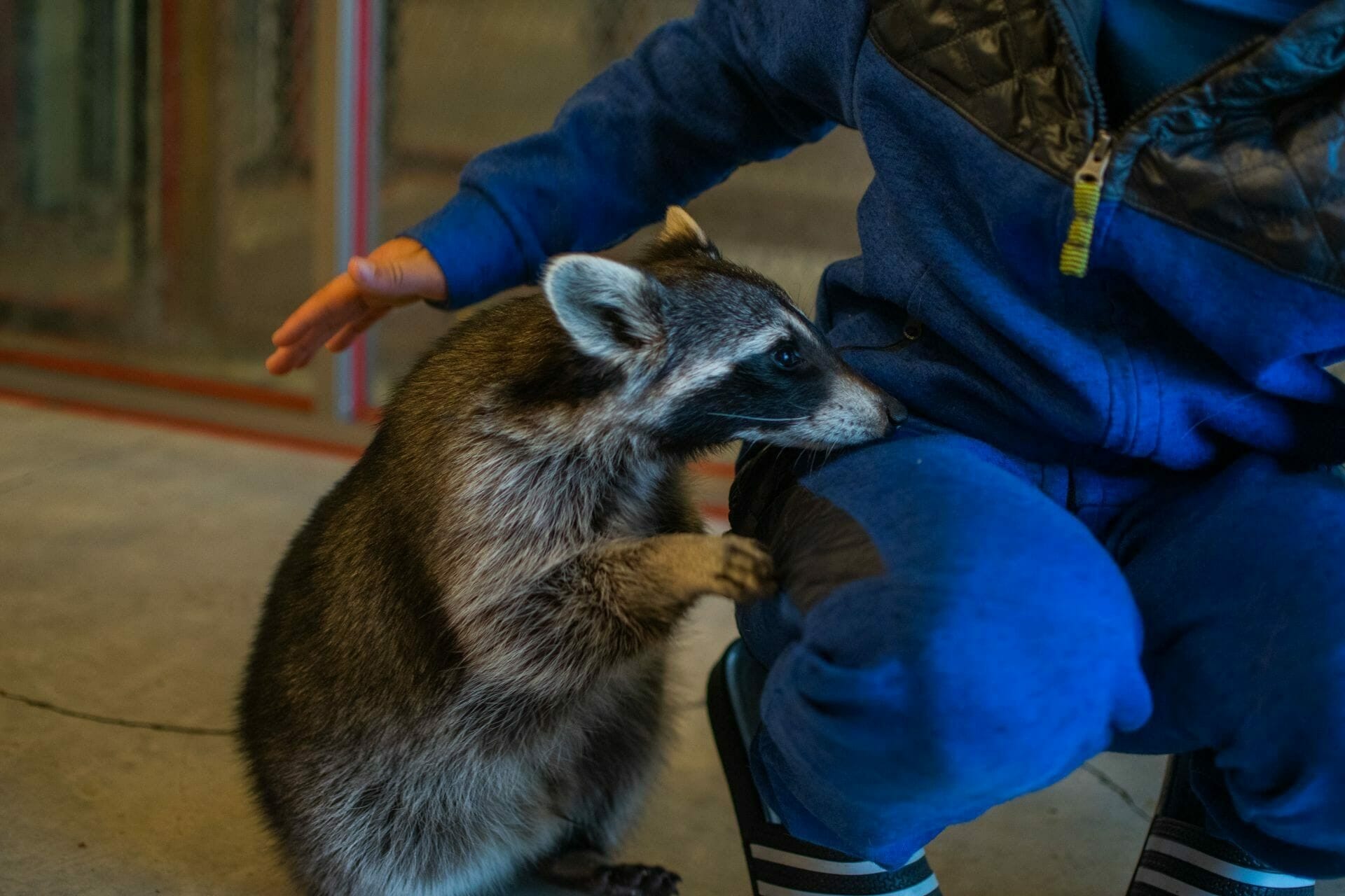 Curious Raccoon