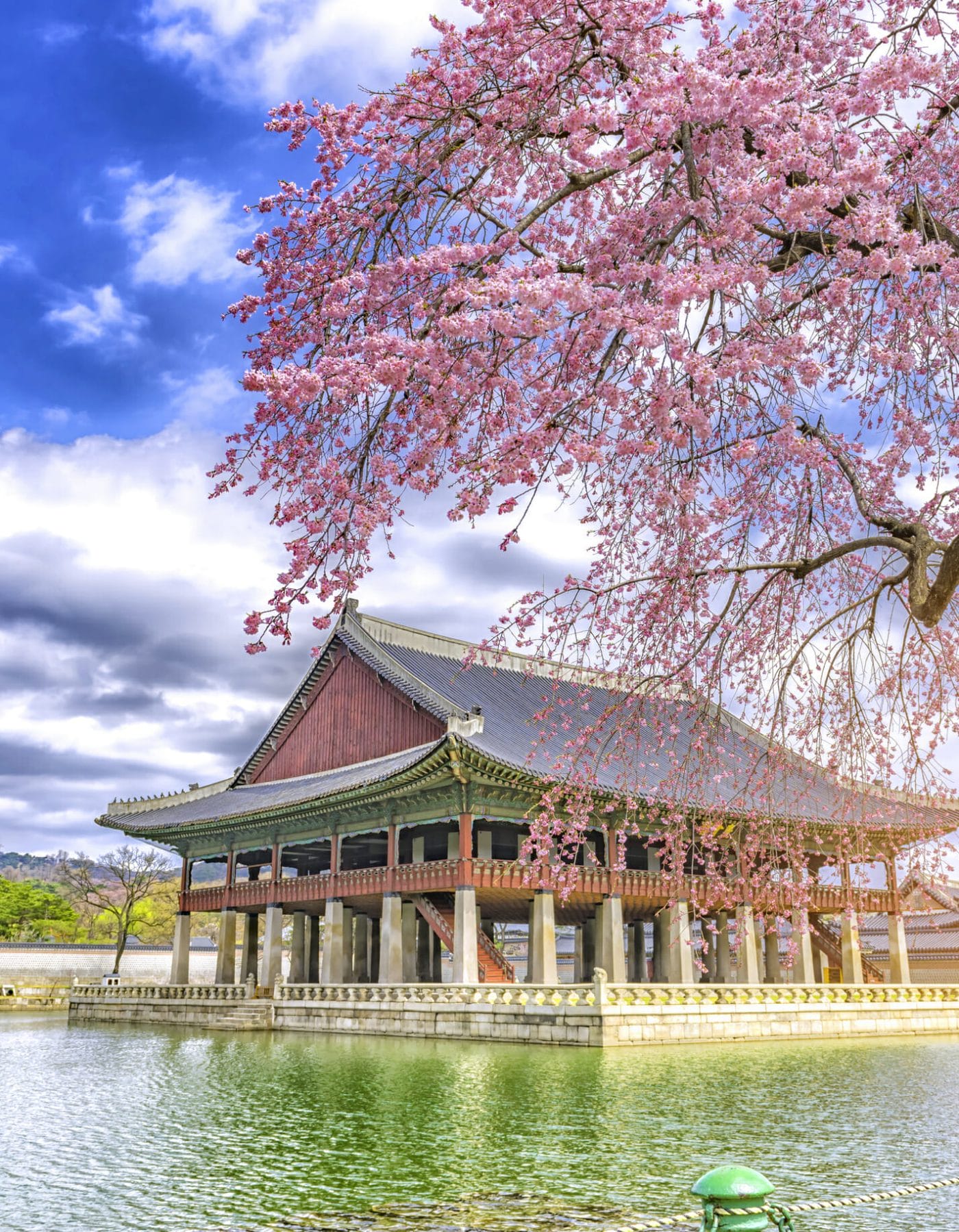 Spring in Korea – Spring Activities, Spring Weather and More! 1