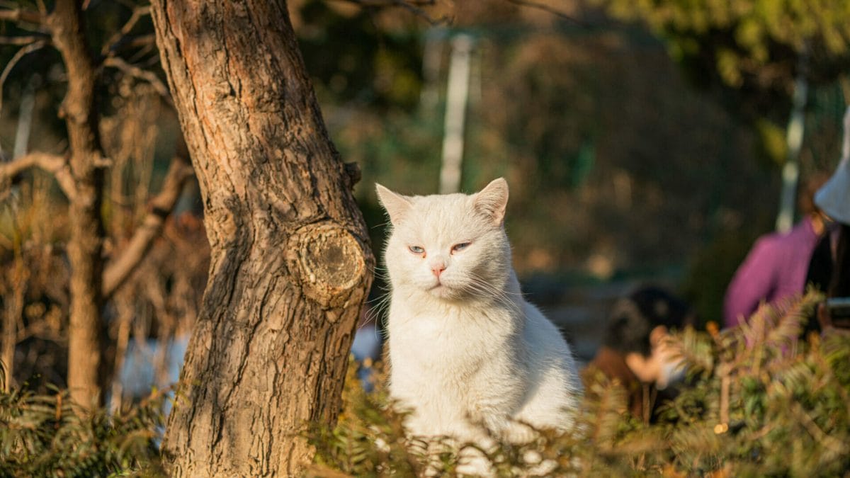 Cat Lover Garden in Seoul - More Than a Cat Cafe! 22