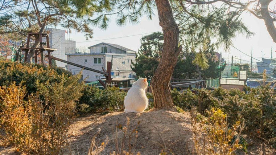 Cat Lover Garden in Seoul - More Than a Cat Cafe! 23