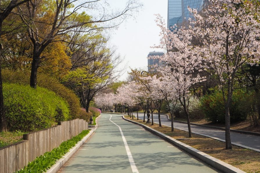 Spring in Korea – Spring Activities, Spring Weather and More! 39