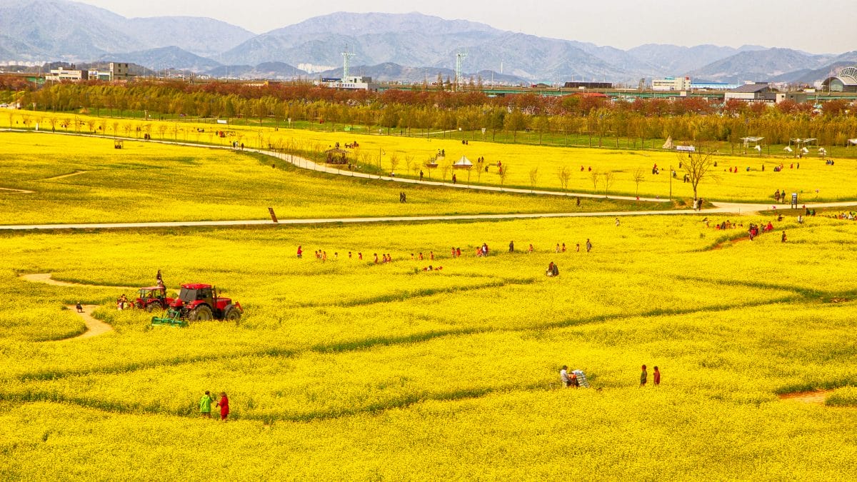 Spring in Korea – Spring Activities, Spring Weather and More! 28